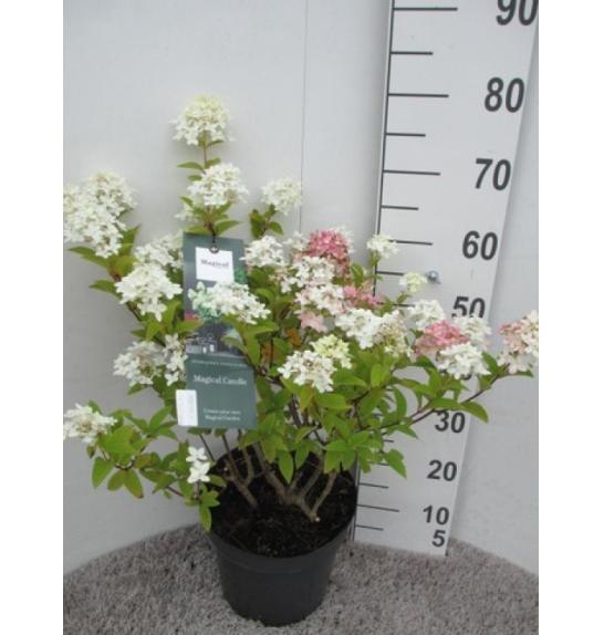 Hydrangea paniculata Magical Candle C7,5 Lit. 40-50 cm