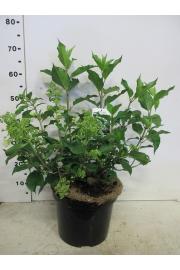 Hydrangea paniculata Kyushu C7,5 Lit. 40-50 cm