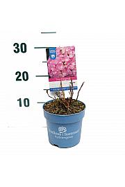 Hydrangea macrophylla The Original® Pink C1,5 Lit. 10-15 cm