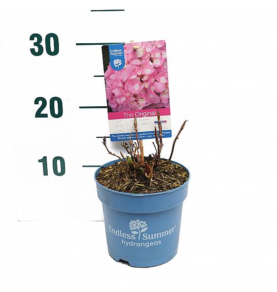 Hydrangea macrophylla The Original® Pink C1,5 Lit. 10-15 cm