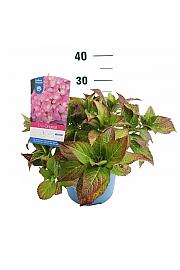 Hydrangea macrophylla The Original Pink C5 Lit. 25-30 cm