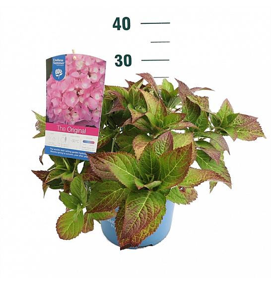 Hydrangea macrophylla The Original Pink C5 Lit. 25-30 cm