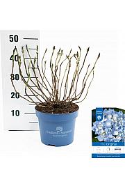 Hydrangea macrophylla The Original Blue C5 Lit. 25-30 cm