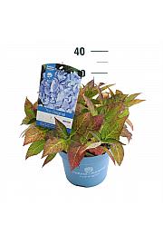 Hydrangea macrophylla The Original Blue C5 Lit. 25-30 cm