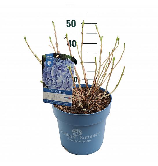 Hydrangea macrophylla The Original Blue C10 Lit. 25-35 cm