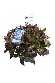 Hydrangea macrophylla The Original Blue C10 Lit. 25-35 cm