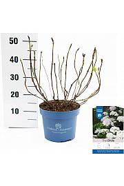 Hydrangea macrophylla The Bride White C5 Lit. 25-30 cm