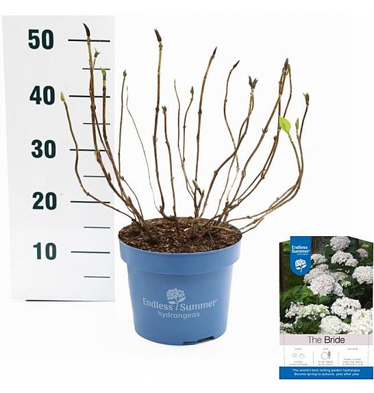 Hydrangea macrophylla The Bride White C5 Lit. 25-30 cm