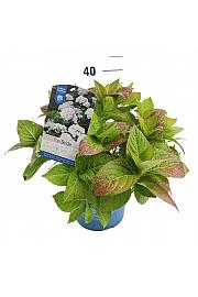 Hydrangea macrophylla The Bride White C5 Lit. 25-30 cm