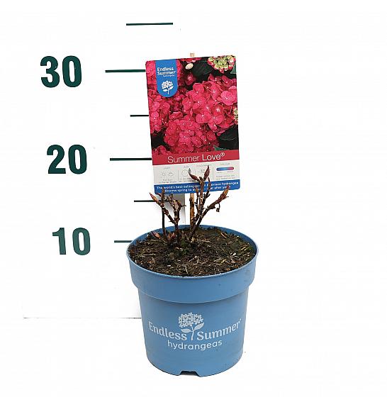 Hydrangea macrophylla Summer Love® Red C1,5 Lit. 10-15 cm
