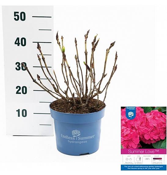 Hydrangea macrophylla Summer Love Red C5 Lit. 25-30 cm