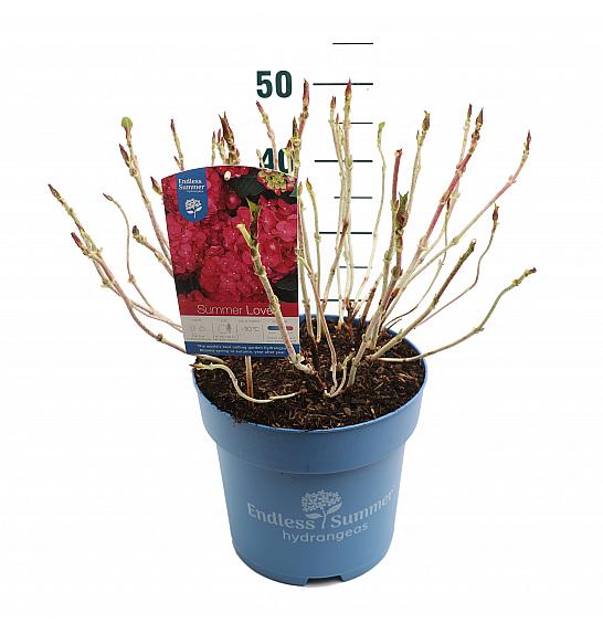 Hydrangea macrophylla Summer Love Red C10 Lit. 25-30 cm