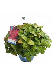 Hydrangea macrophylla Summer Love Red C10 Lit. 25-30 cm