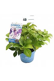 Hydrangea macrophylla Summer Love Purple C5 Lit. 25-30 cm