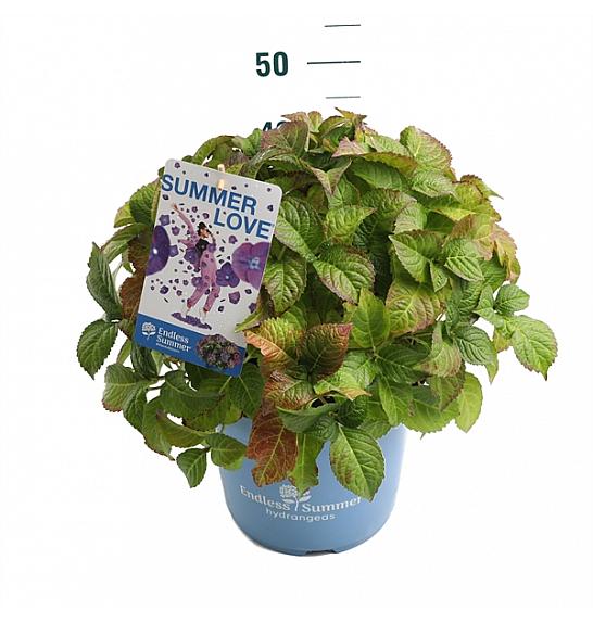 Hydrangea macrophylla Summer Love Purple C10 Lit. 25-30 cm
