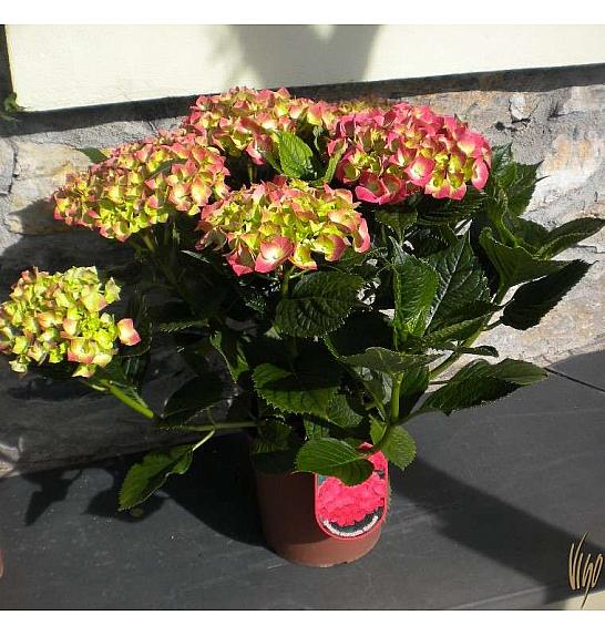 Hydrangea macrophylla C3 lit. mix 30-40 cm