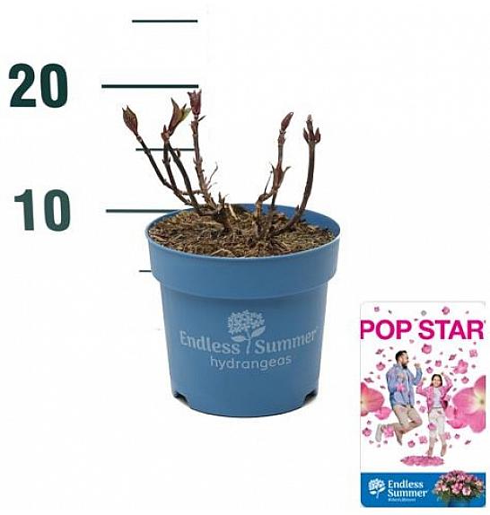 Hydrangea macrophylla BloomStar® Pink C1,5 Lit. 10-15 cm