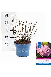 Hydrangea macrophylla BloomStar Pink C5 Lit. 25-30 cm