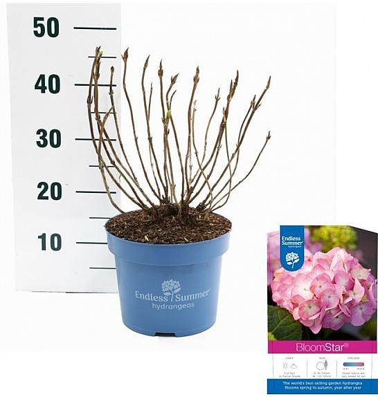 Hydrangea macrophylla BloomStar Pink C5 Lit. 25-30 cm