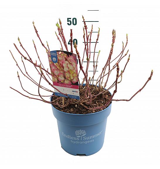 Hydrangea macrophylla BloomStar Pink C10 Lit. 25-30 cm