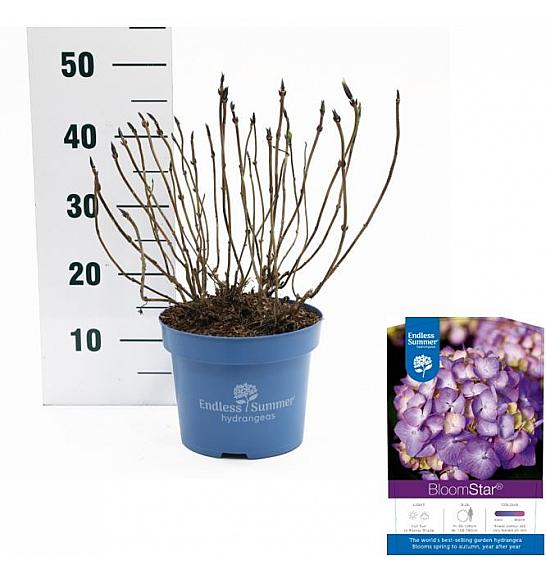 Hydrangea macrophylla BloomStar Blue C5 Lit. 25-30 cm