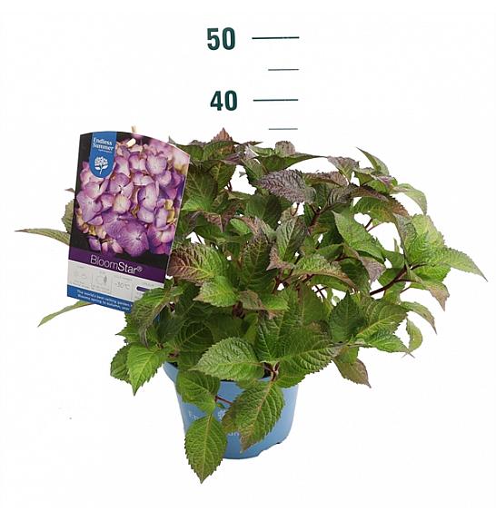 Hydrangea macrophylla BloomStar Blue C5 Lit. 25-30 cm
