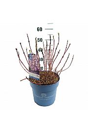 Hydrangea macrophylla BloomStar Blue C10 Lit. 25-30 cm