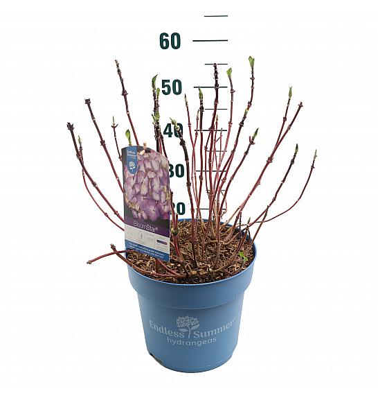 Hydrangea macrophylla BloomStar Blue C10 Lit. 25-30 cm