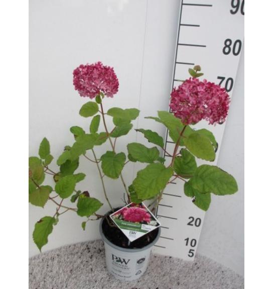 Hydrangea arborescens Pink Annabelle C5 Lit. 30-40 cm
