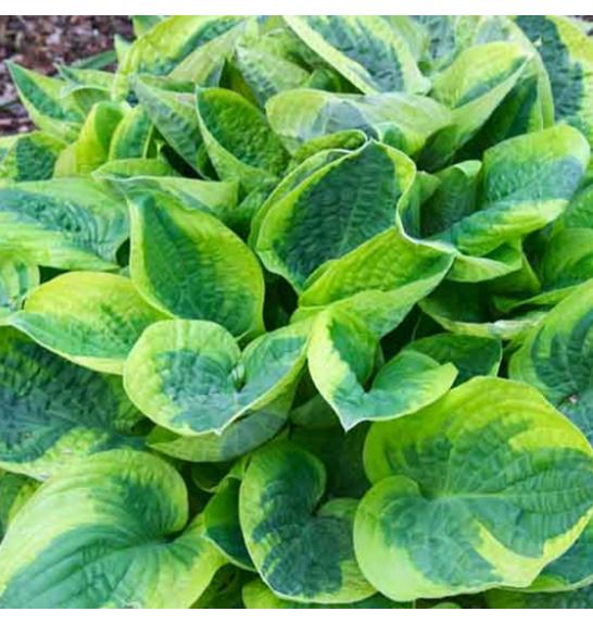 Hosta Wide Brim Ø11