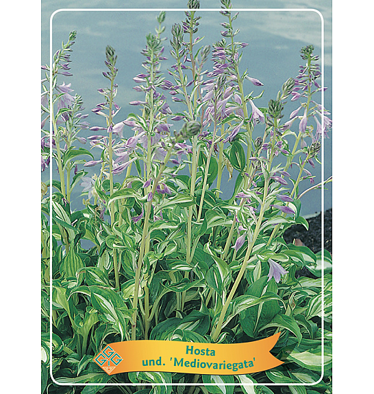 Hosta und. Mediovariegata Ø11