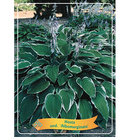 Hosta und. Albomarginata Ø11
