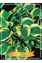 Hosta Twilight Ø11