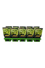 Hosta Tortilla Chip Ø11