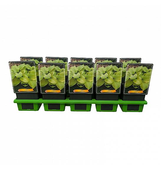 Hosta Tortilla Chip Ø11