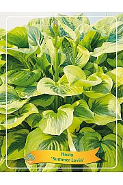 Hosta Summer Lovin Ø11