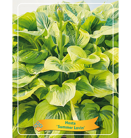Hosta Summer Lovin Ø11