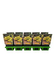 Hosta Summer Breeze fi 11cm