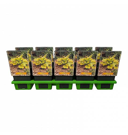 Hosta Summer Breeze fi 11cm