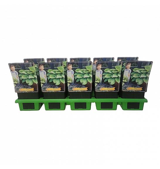 Hosta Sum and Substance Ø11