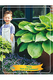 Hosta Sum and Substance Ø11