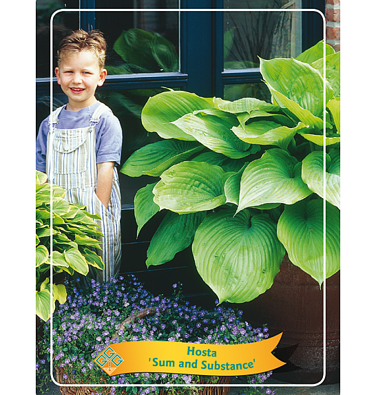 Hosta Sum and Substance Ø11