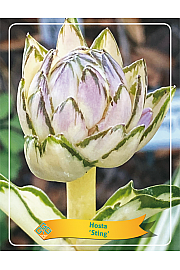 Hosta Sting Ø11