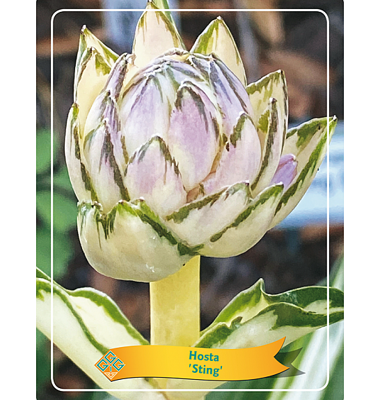 Hosta Sting Ø11
