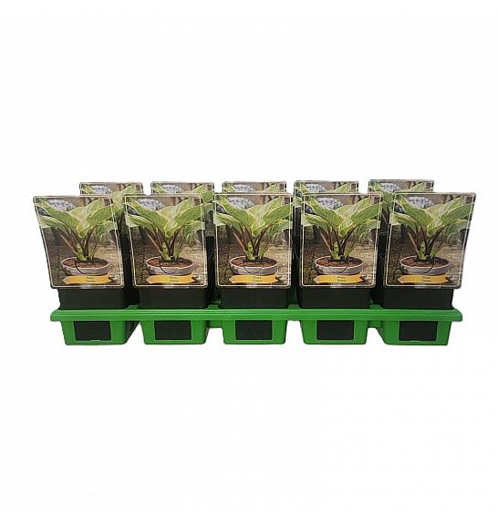 Hosta Sorbet Ø11