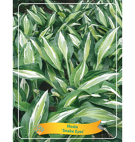 Hosta Snake Eyes Ø11