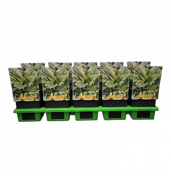 Hosta Silk Road Ø11