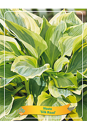 Hosta Silk Road Ø11