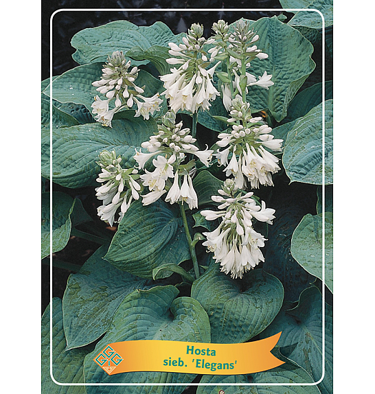 Hosta sieb. Elegans Ø11