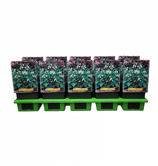 Hosta Royal Standard fi 11cm